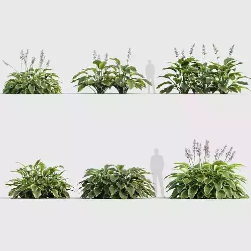 Hosta Plantain lilies 02 3D model