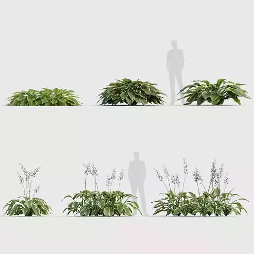 Hosta Plantain lilies 01