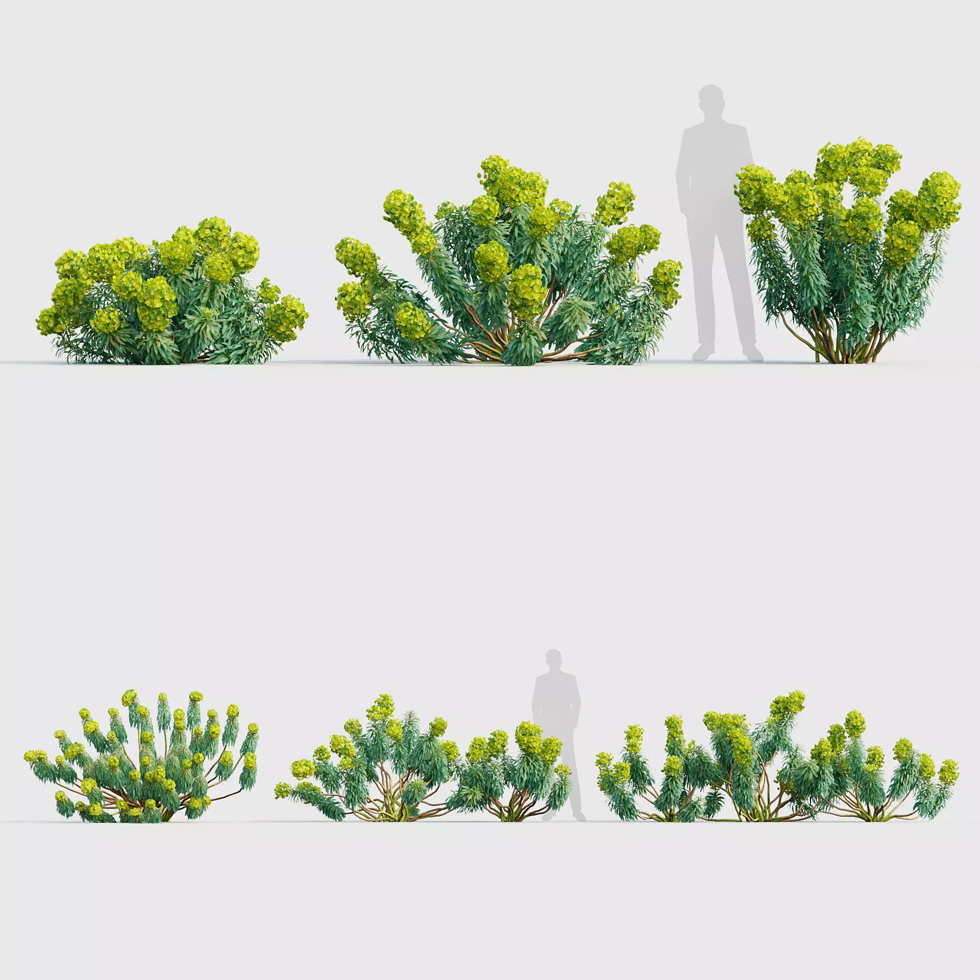 Euphorbia characias - Mediterranean spurge 02 3D model