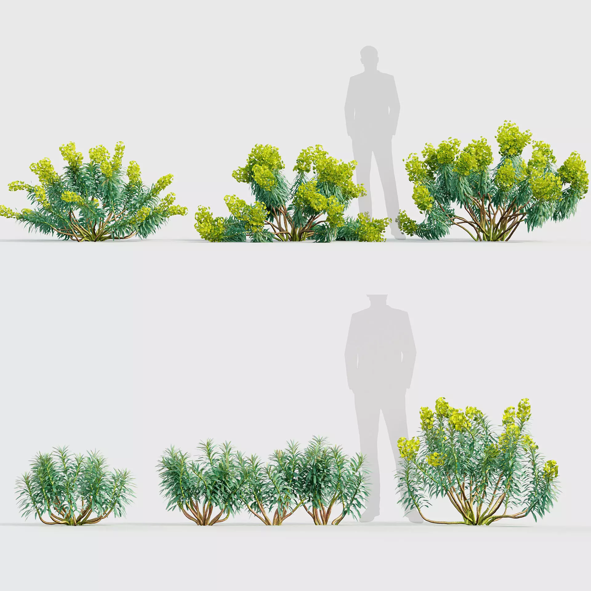 Euphorbia characias Mediterranean spurge 01 3D model_0