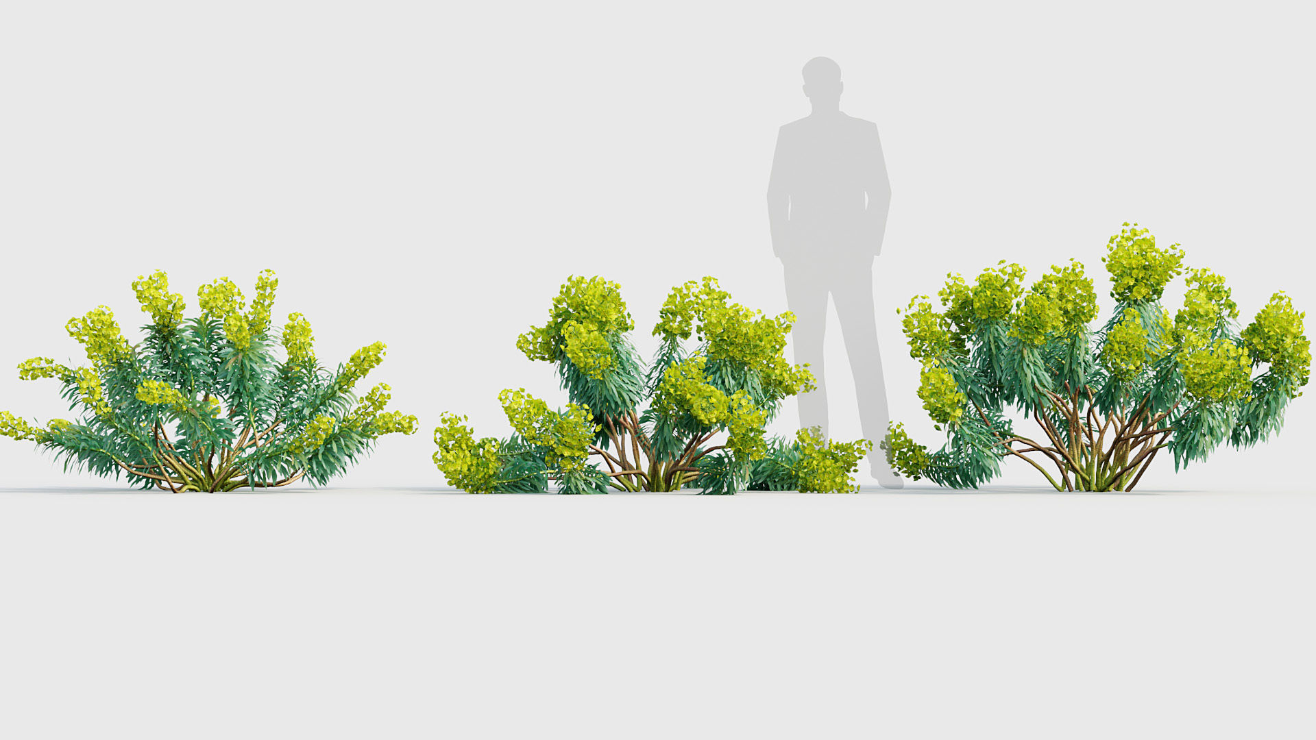 Euphorbia characias Mediterranean spurge 01 3D model_3