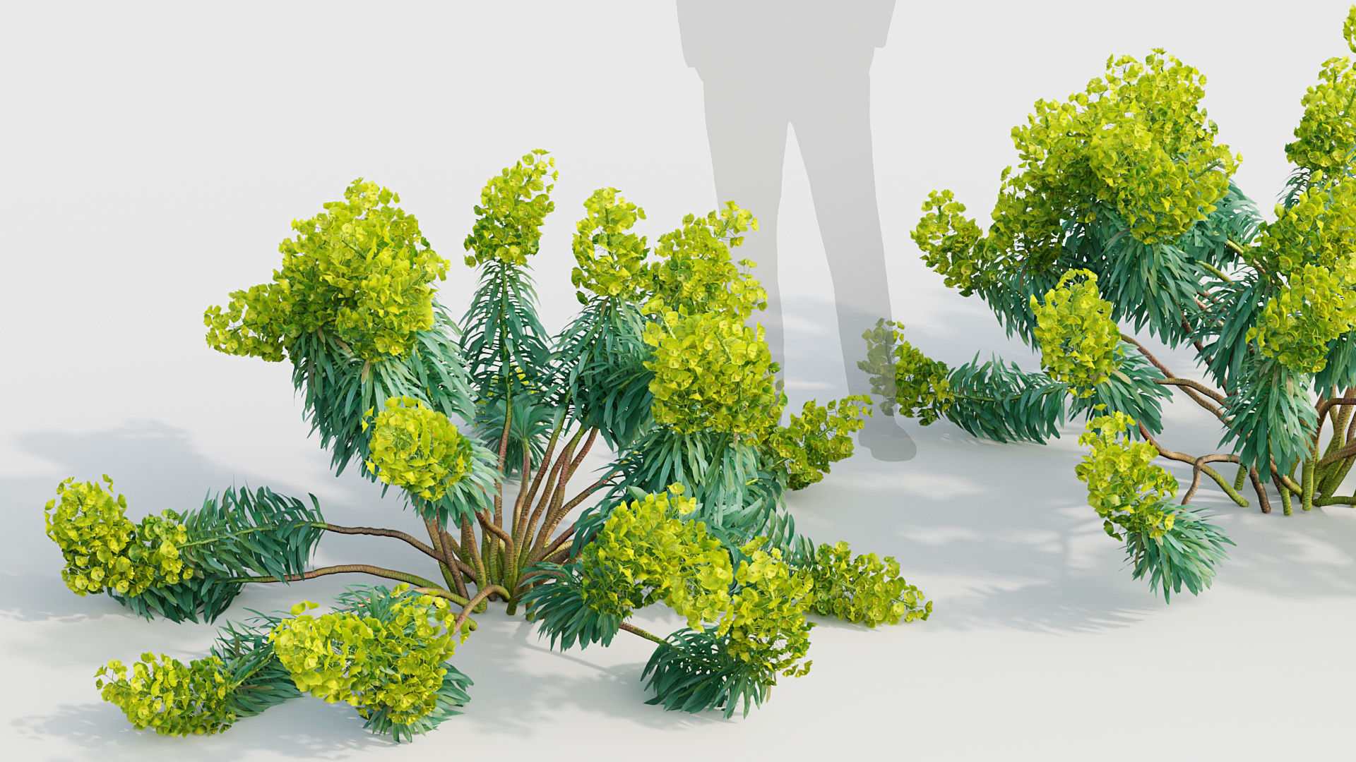 Euphorbia characias Mediterranean spurge 01 3D model_5
