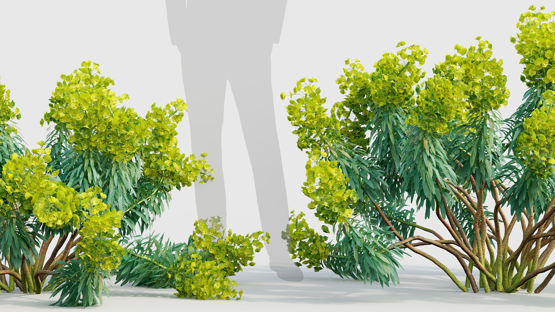 Euphorbia characias Mediterranean spurge 01 3D model_4