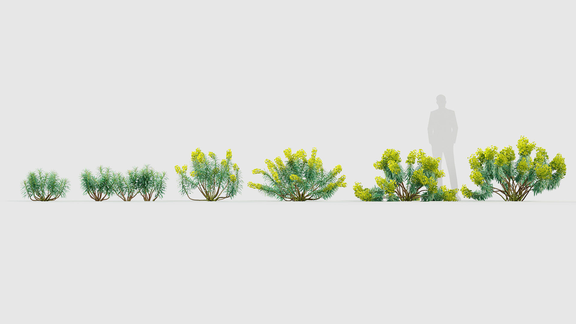 Euphorbia characias Mediterranean spurge 01 3D model_1