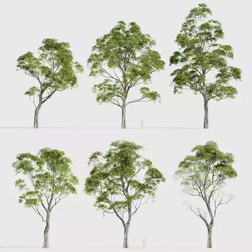 Eucalyptus saligna Sydney Blue Gum 02