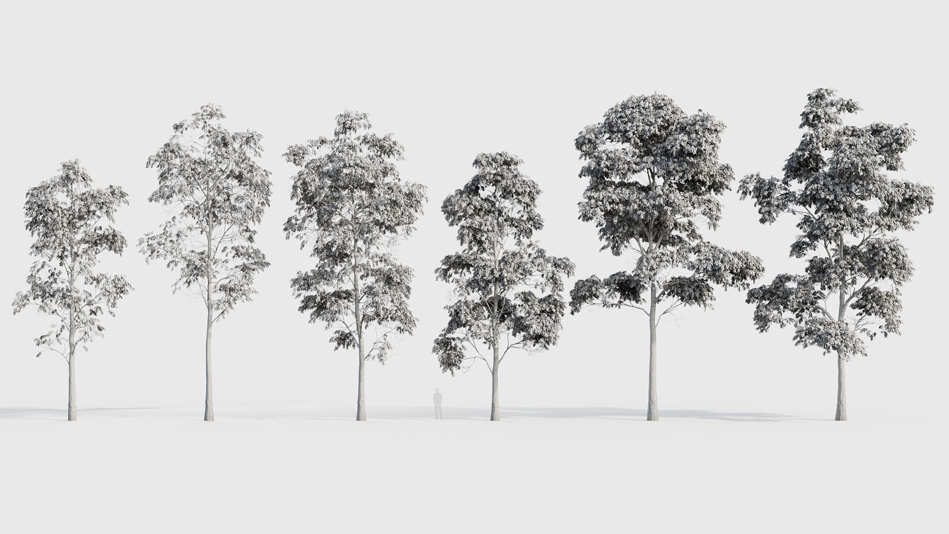 Eucalyptus saligna Sydney Blue Gum 01 3D model_6
