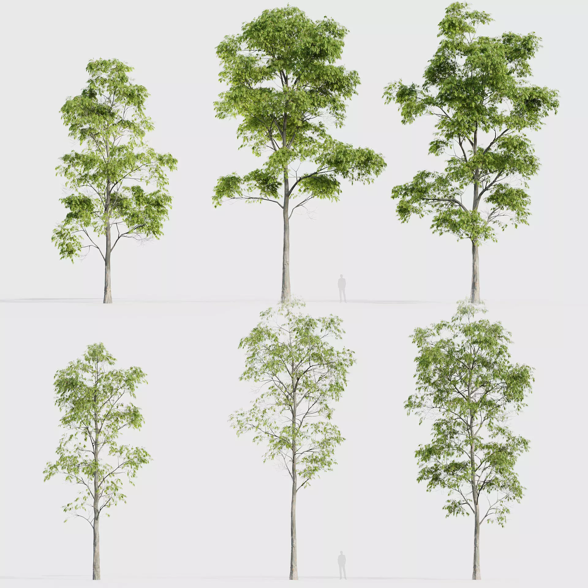 Eucalyptus saligna Sydney Blue Gum 01 3D model_0