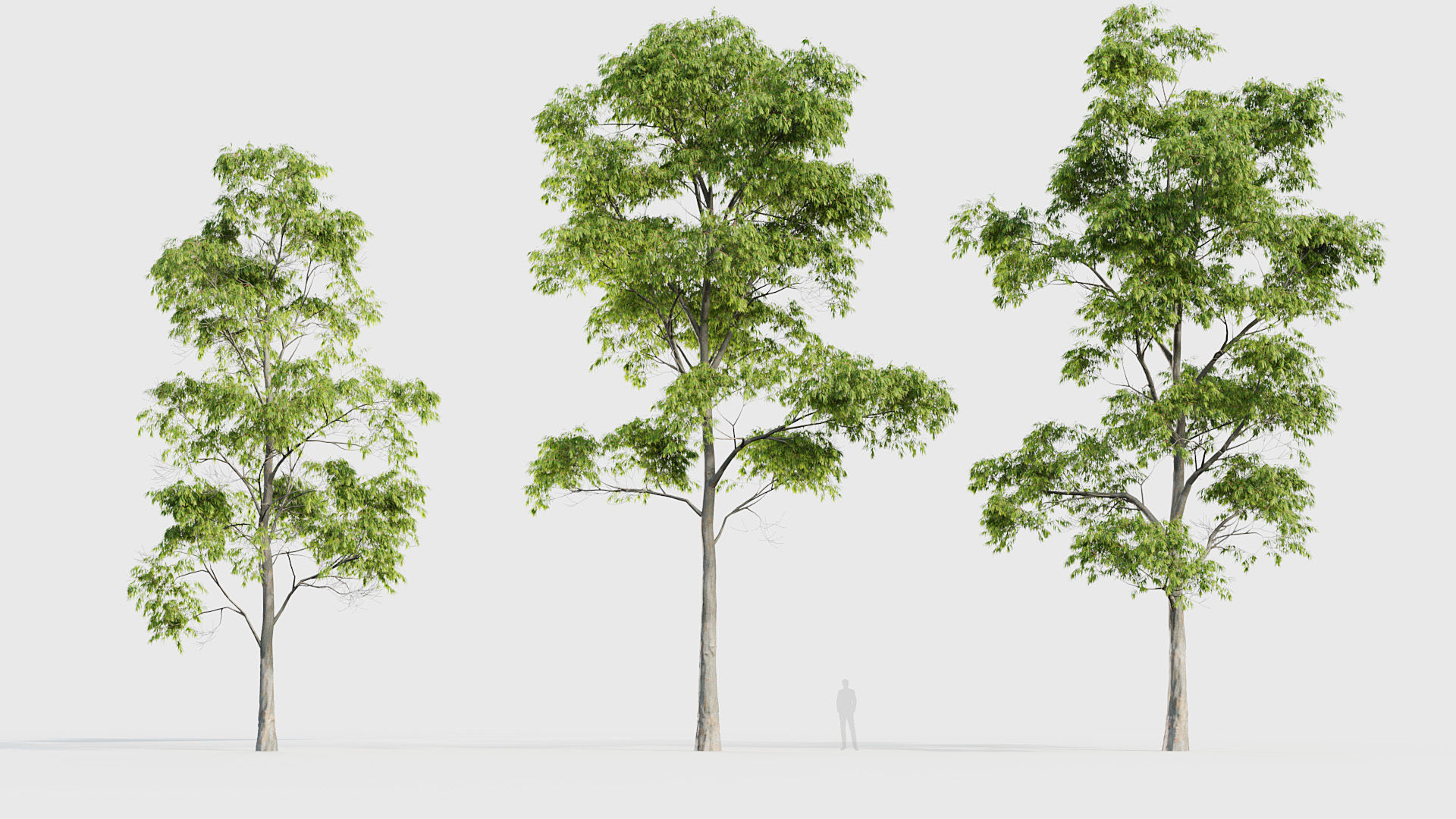 Eucalyptus saligna Sydney Blue Gum 01 3D model_3