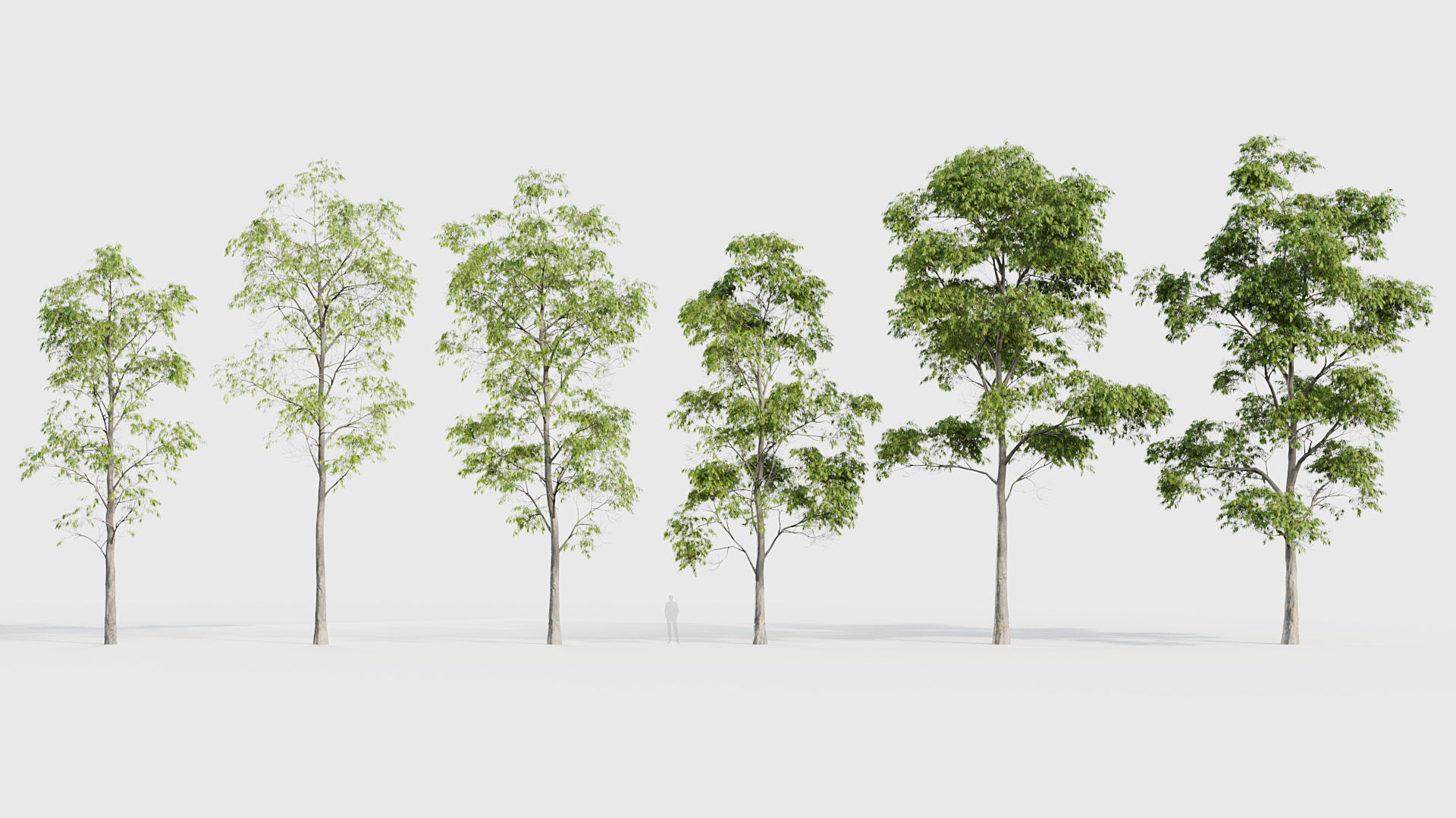 Eucalyptus saligna Sydney Blue Gum 01 3D model_1