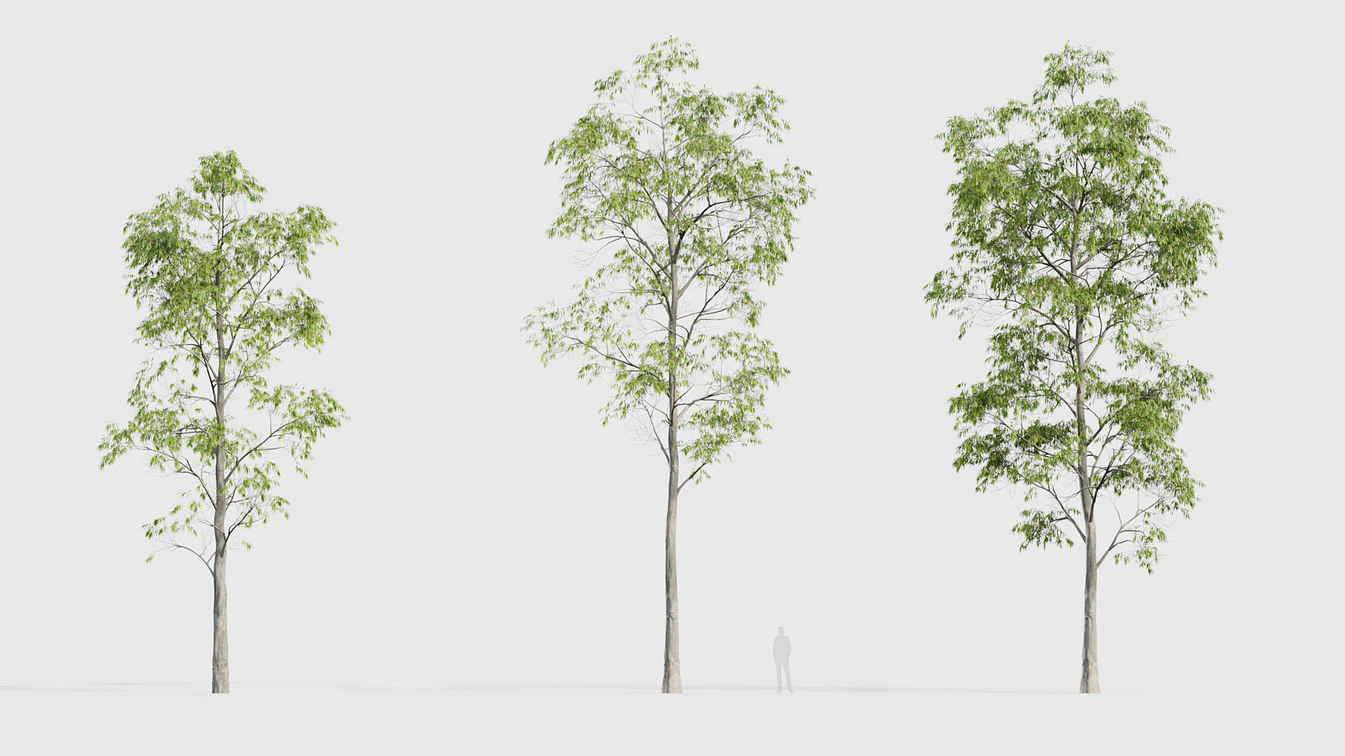 Eucalyptus saligna Sydney Blue Gum 01 3D model_2
