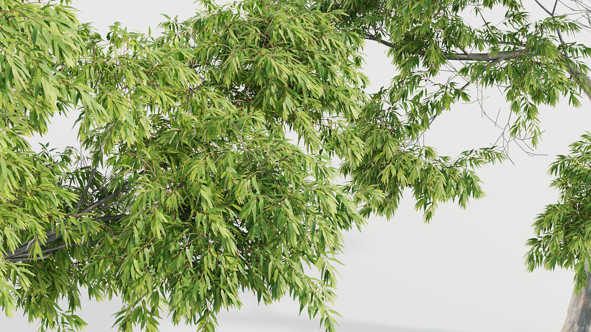 Eucalyptus saligna Sydney Blue Gum 01 3D model_5