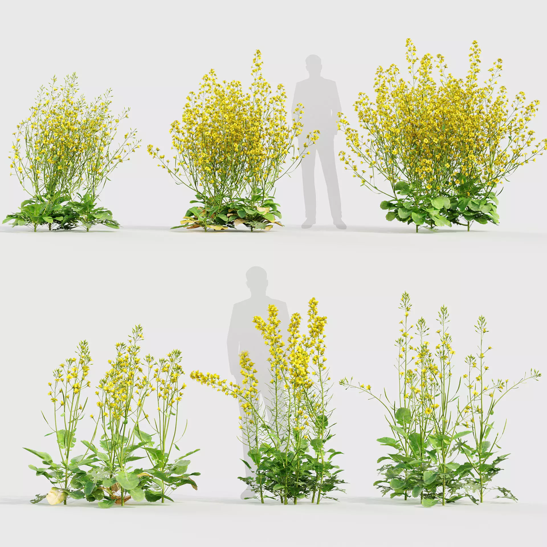 Brassica napus - Oilseed rape 02 3D model