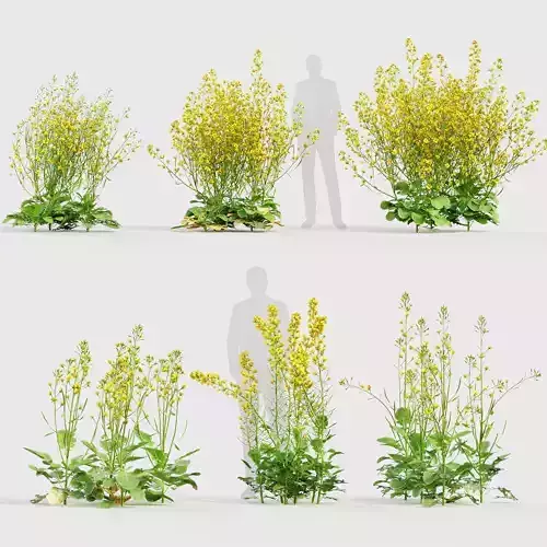 Brassica napus Oilseed rape 02