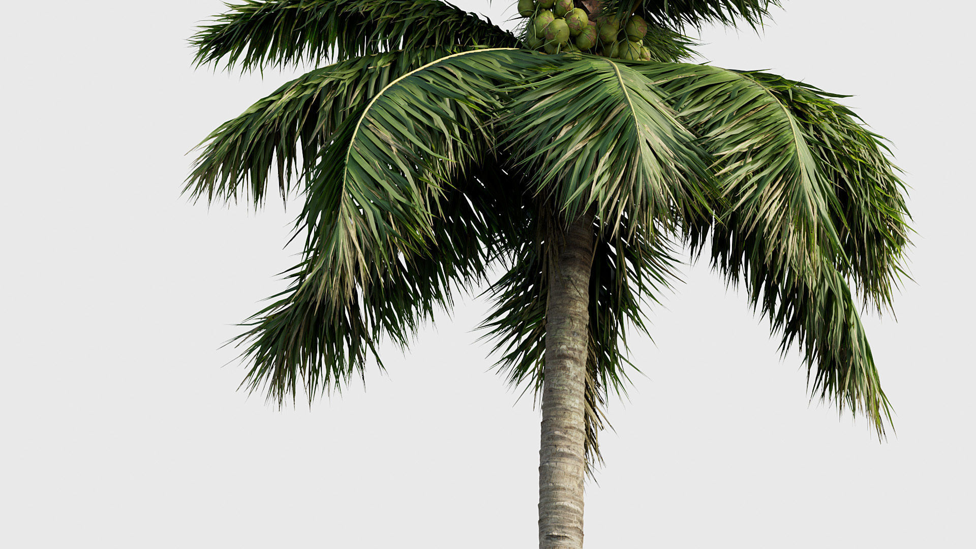 Cocos nucifera Coconut tree 05 3D model_5