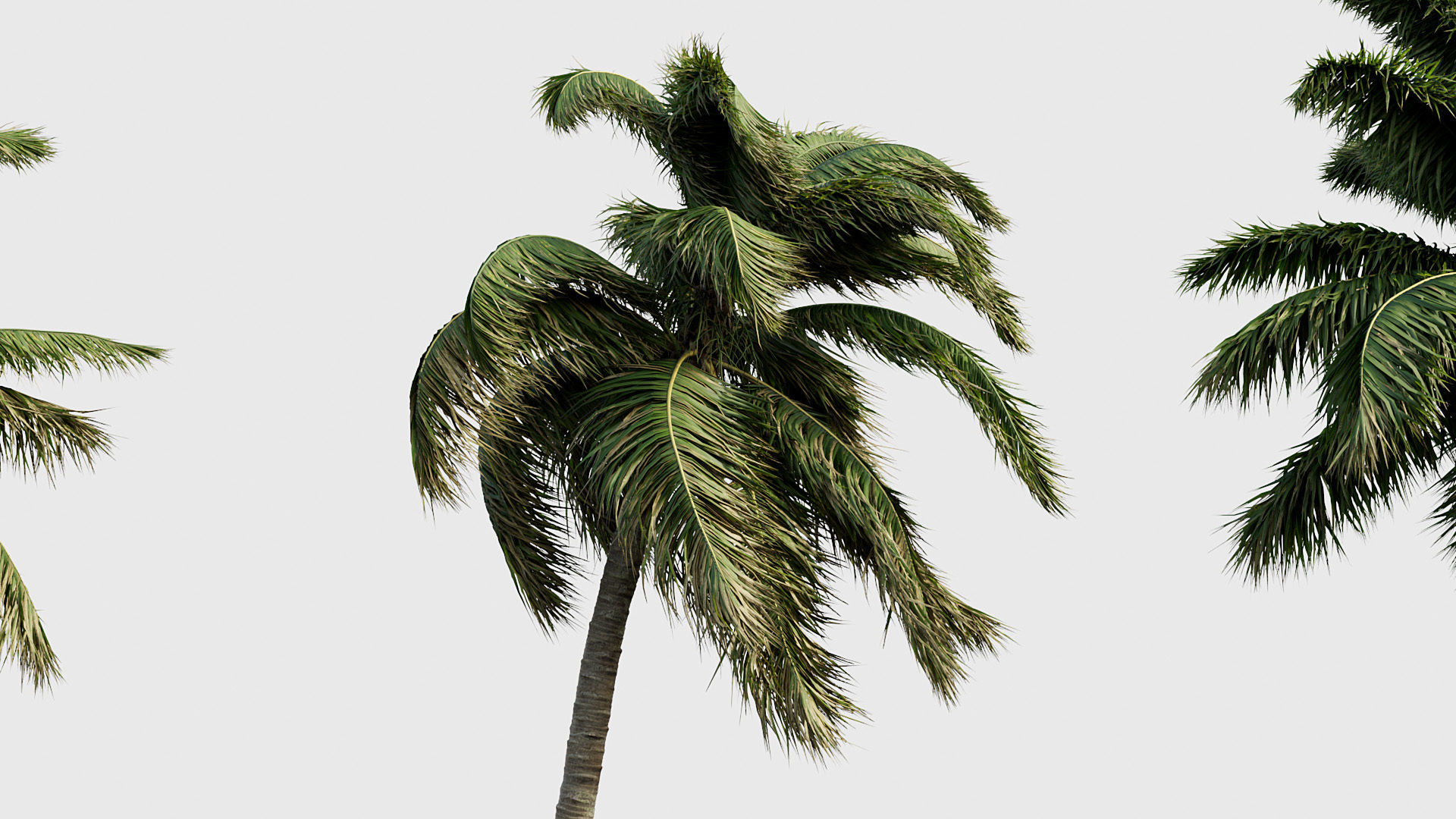 Cocos nucifera Coconut tree 05 3D model_4