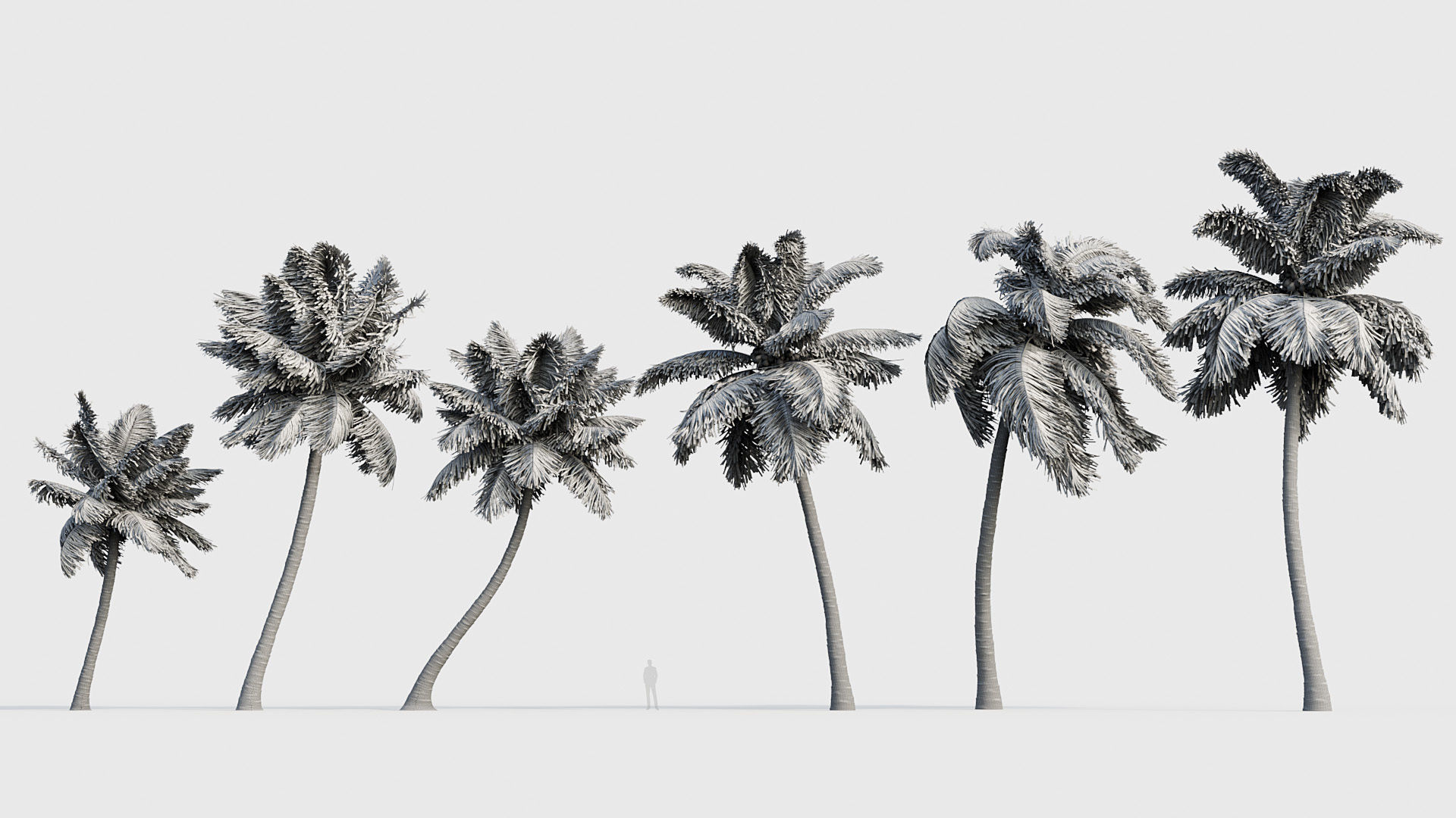 Cocos nucifera Coconut tree 05 3D model_6