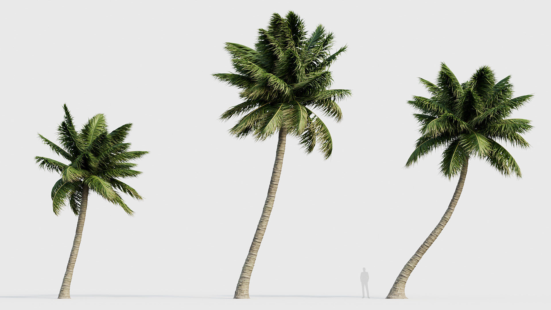 Cocos nucifera Coconut tree 05 3D model_2