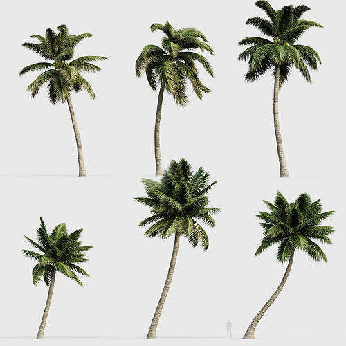 Cocos nucifera Coconut tree 05 3D model