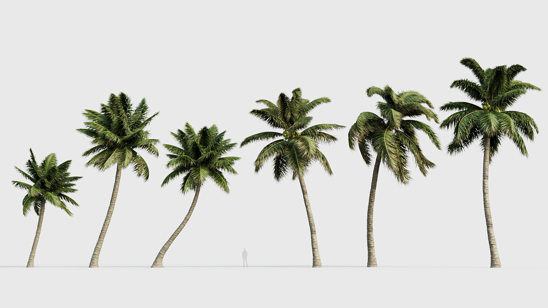 Cocos nucifera Coconut tree 05 3D model_1