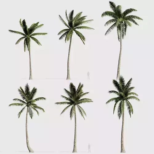 Cocos nucifera Coconut tree 04