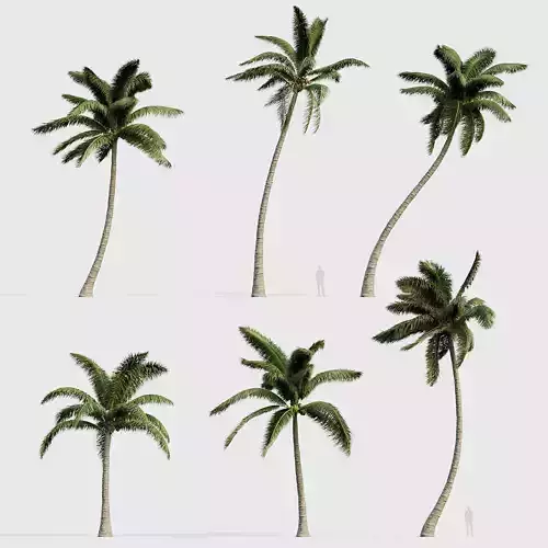Cocos nucifera Coconut tree 03