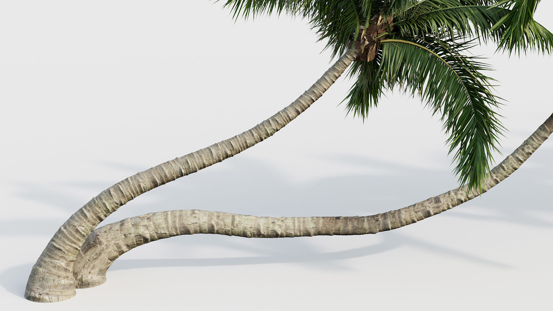 Cocos nucifera Coconut tree 02 3D model_5