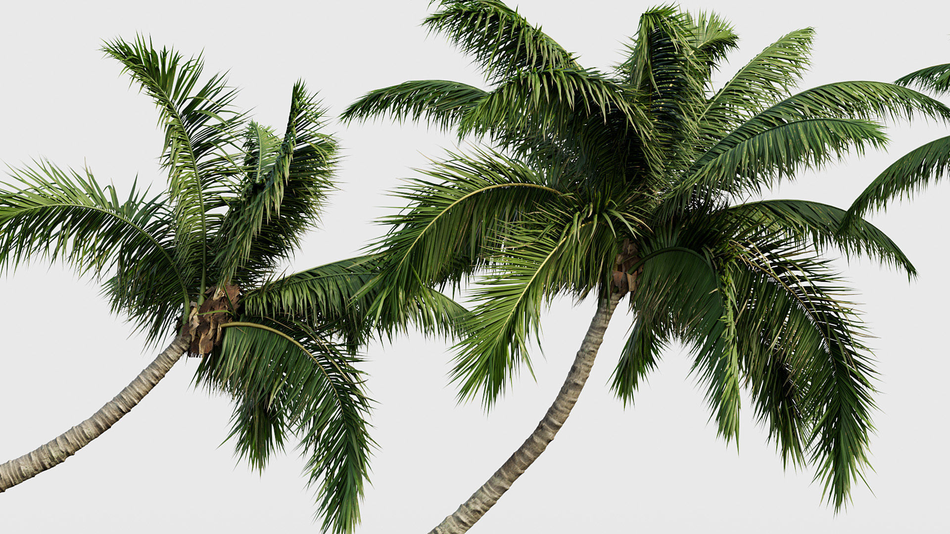 Cocos nucifera Coconut tree 02 3D model_4