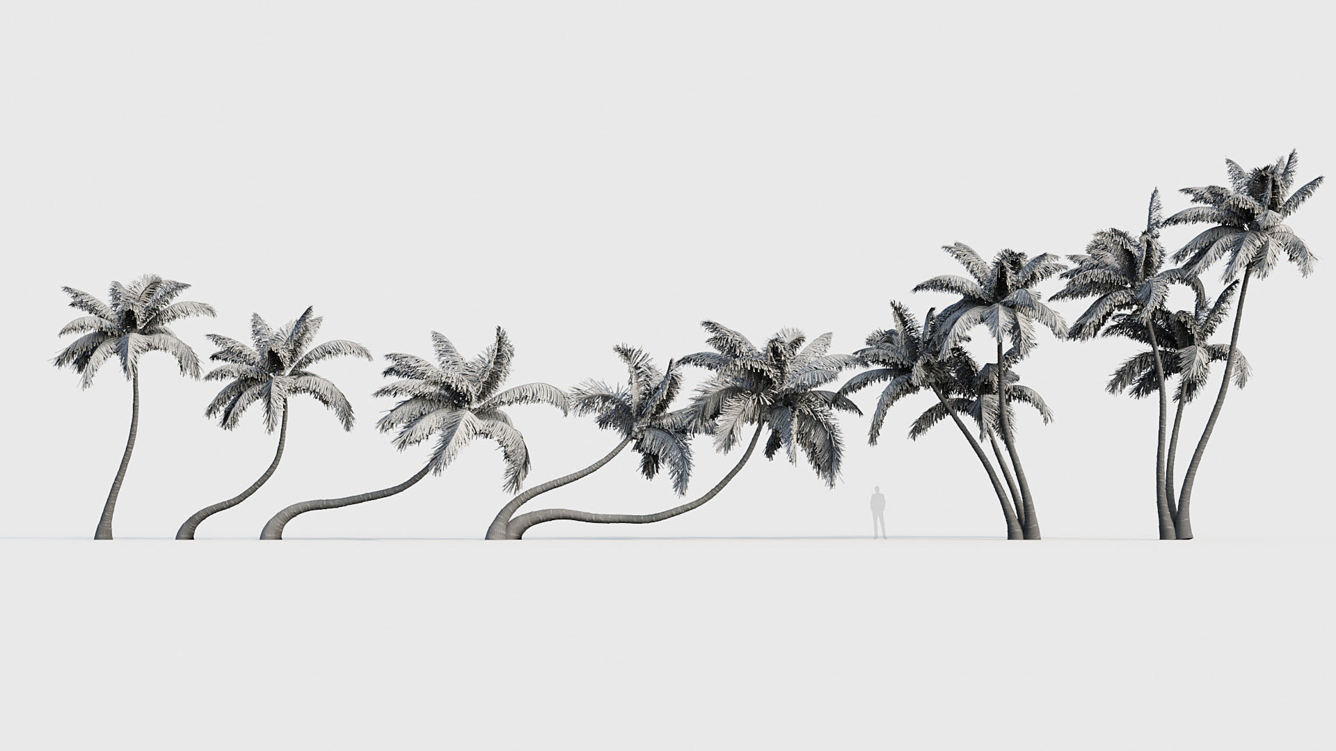 Cocos nucifera Coconut tree 02 3D model_6