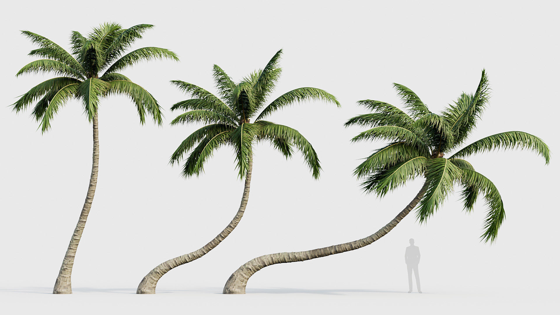 Cocos nucifera Coconut tree 02 3D model_2