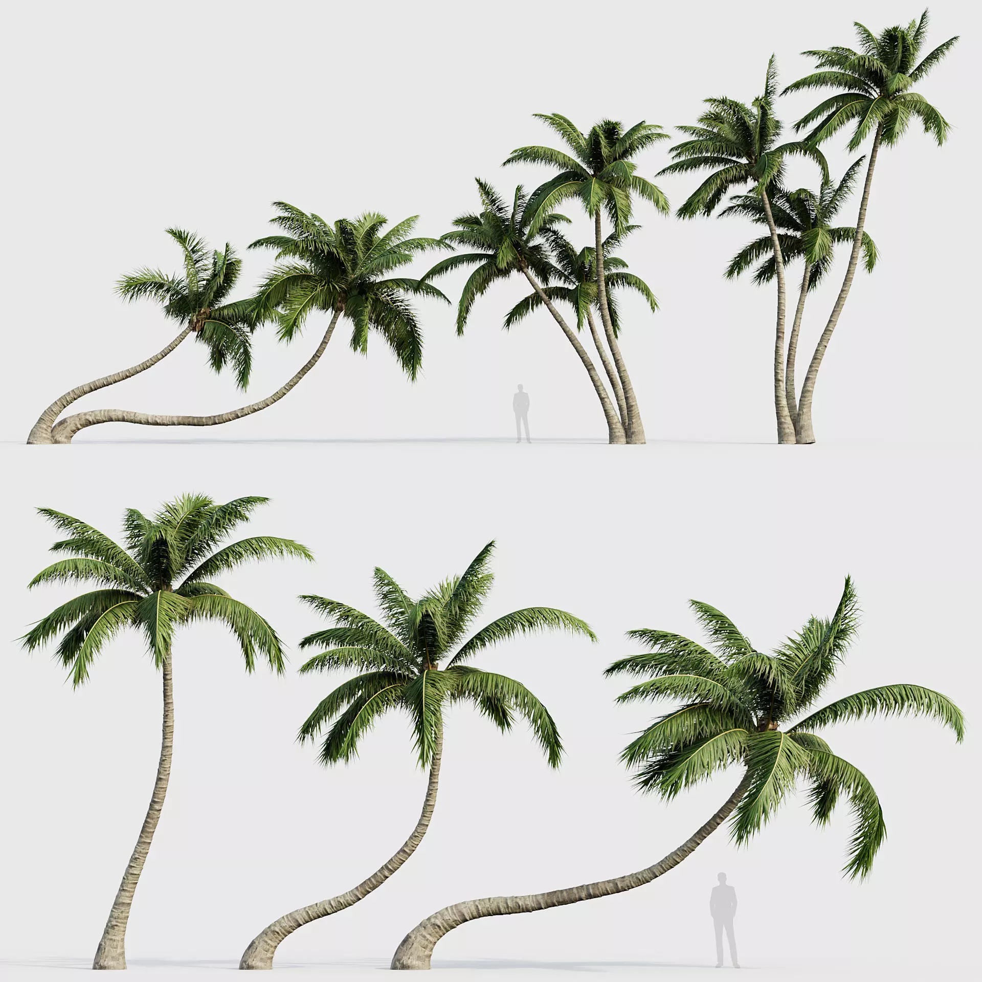 Cocos nucifera Coconut tree 02 3D model_0