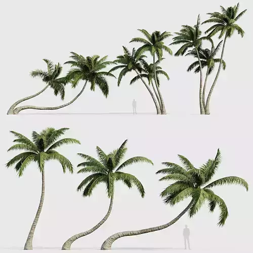 Cocos nucifera Coconut tree 02 3D model