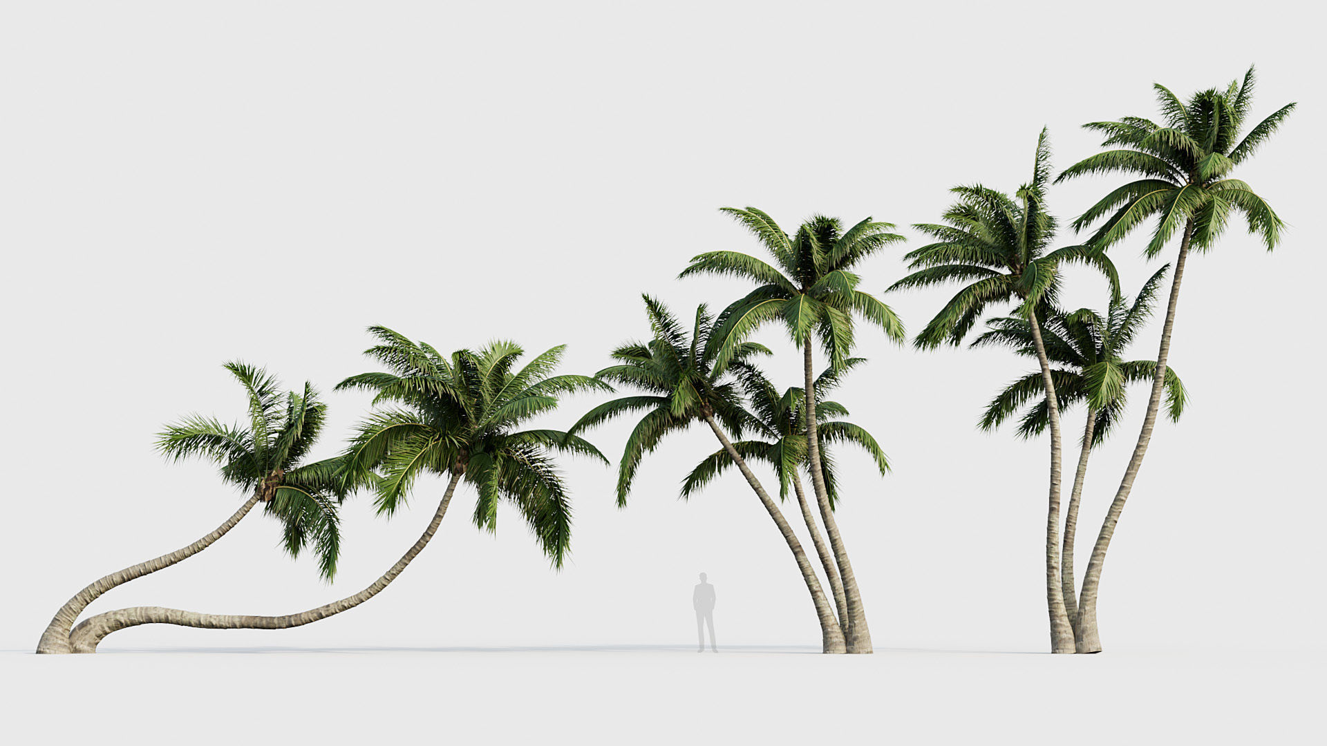 Cocos nucifera Coconut tree 02 3D model_3