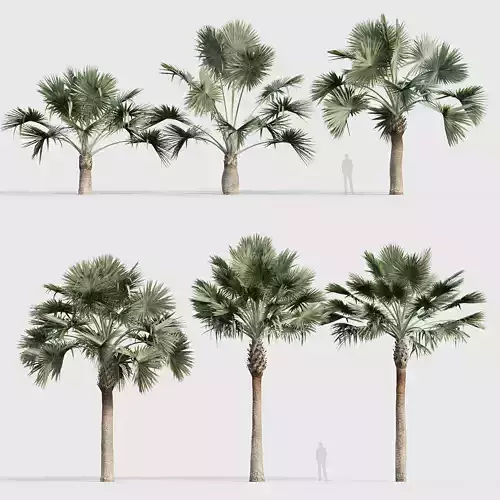 Bismarckia nobilis Silver Bismarck Palm 05 3D model