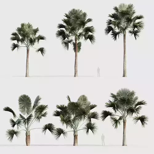 Bismarckia nobilis Silver Bismarck Palm 04