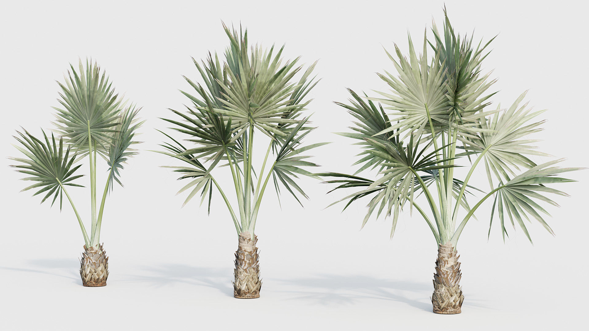 Bismarckia nobilis Silver Bismarck Palm 03 3D model_5