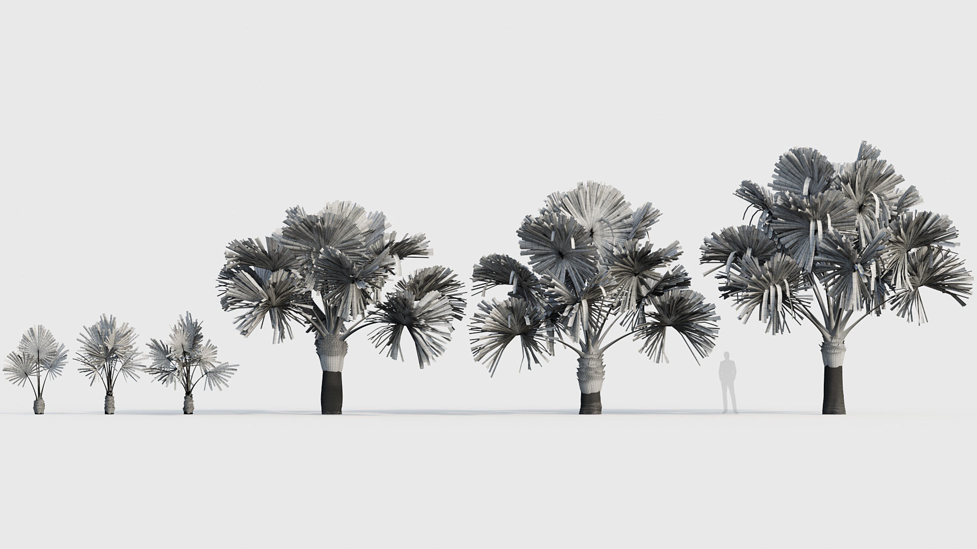 Bismarckia nobilis Silver Bismarck Palm 03 3D model_6