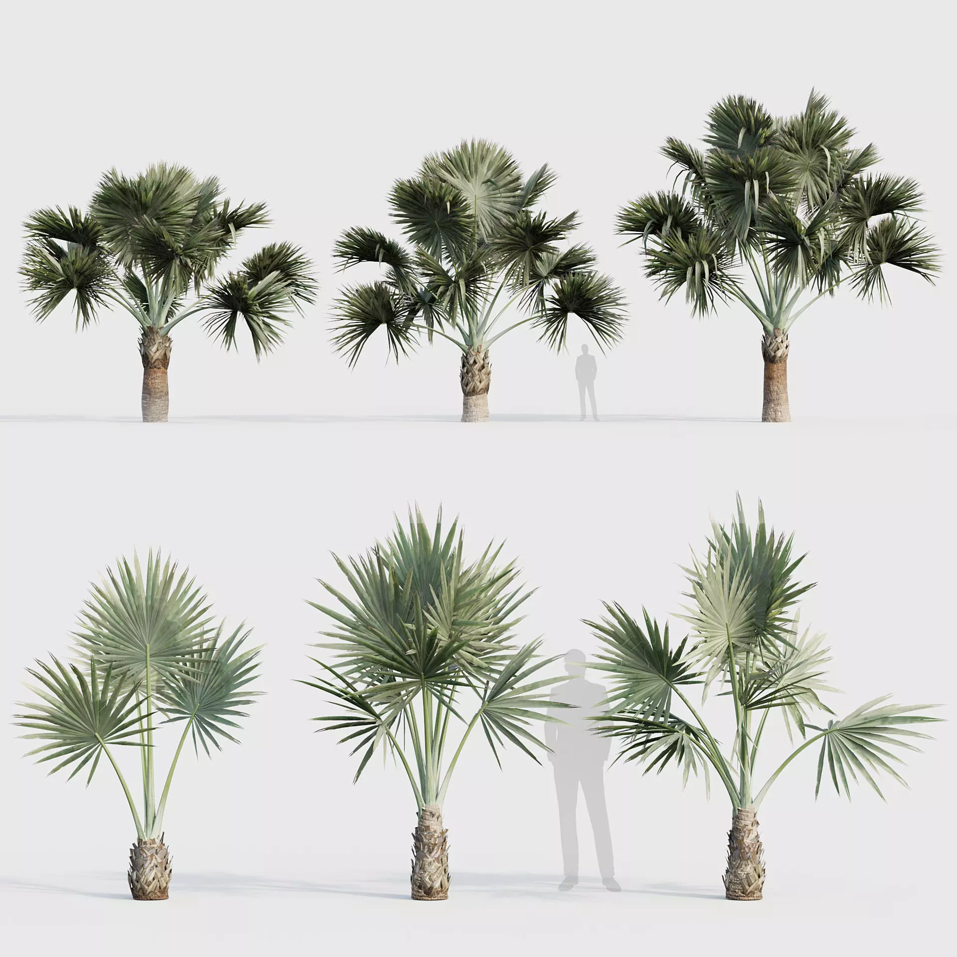 Bismarckia nobilis Silver Bismarck Palm 03 3D model_0