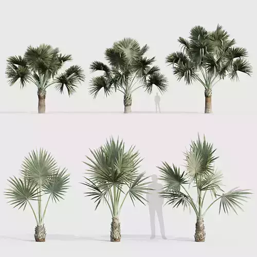 Bismarckia nobilis Silver Bismarck Palm 03