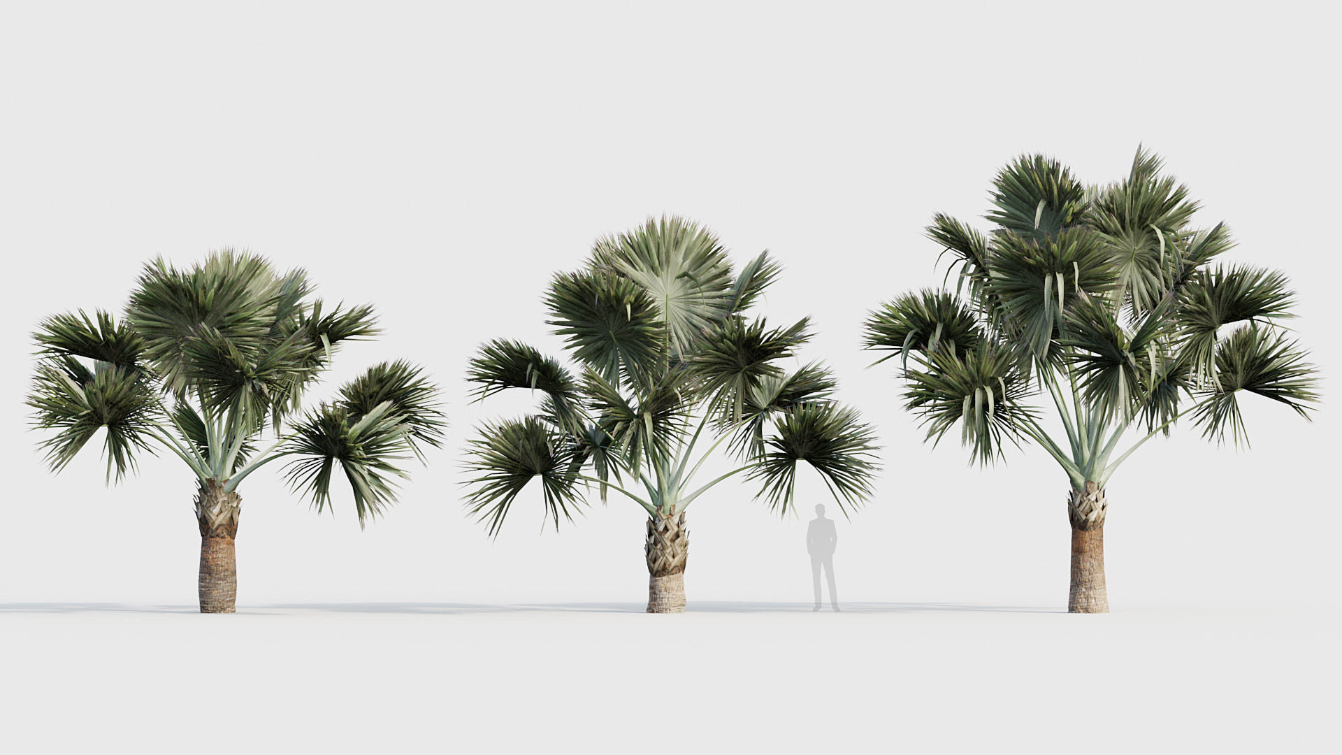Bismarckia nobilis Silver Bismarck Palm 03 3D model_3