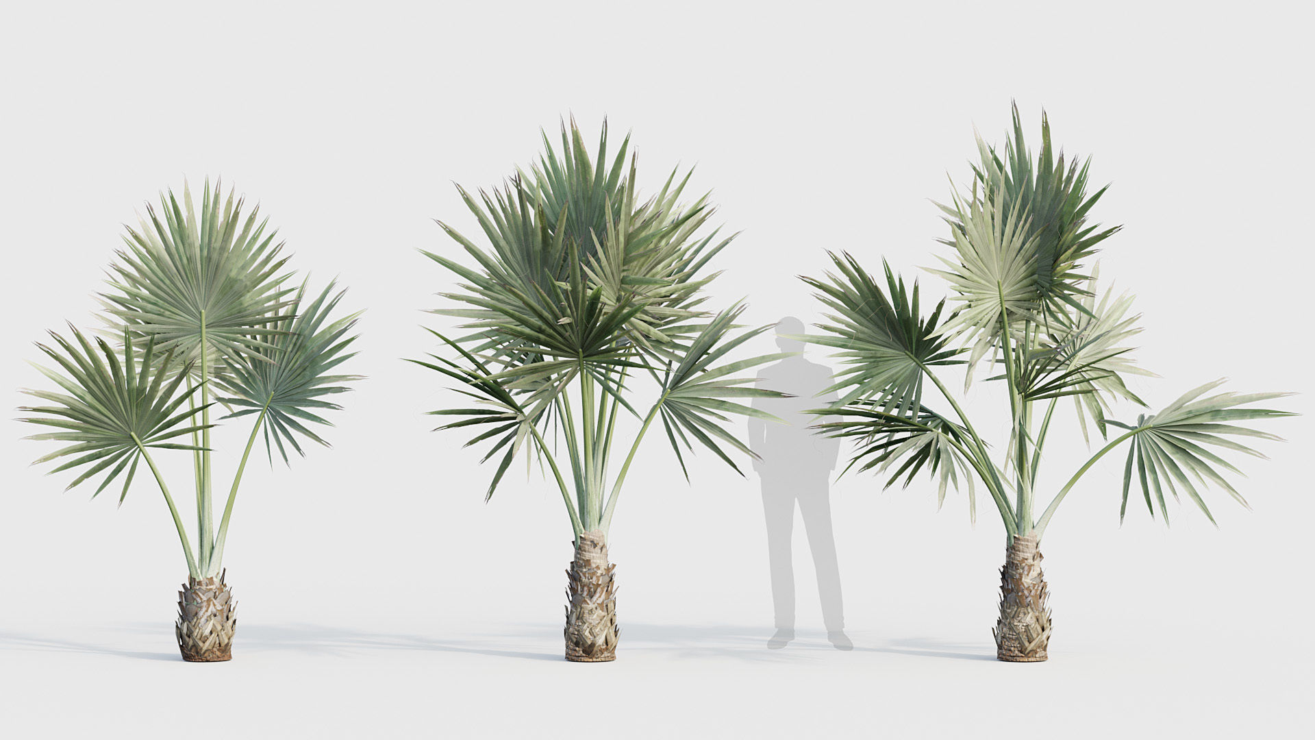 Bismarckia nobilis Silver Bismarck Palm 03 3D model_2