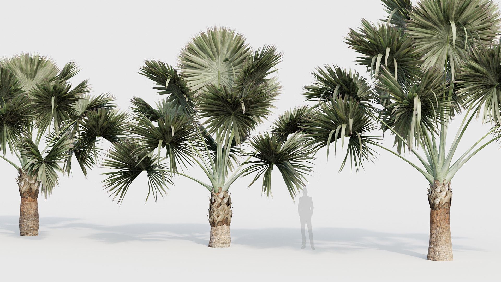 Bismarckia nobilis Silver Bismarck Palm 03 3D model_4