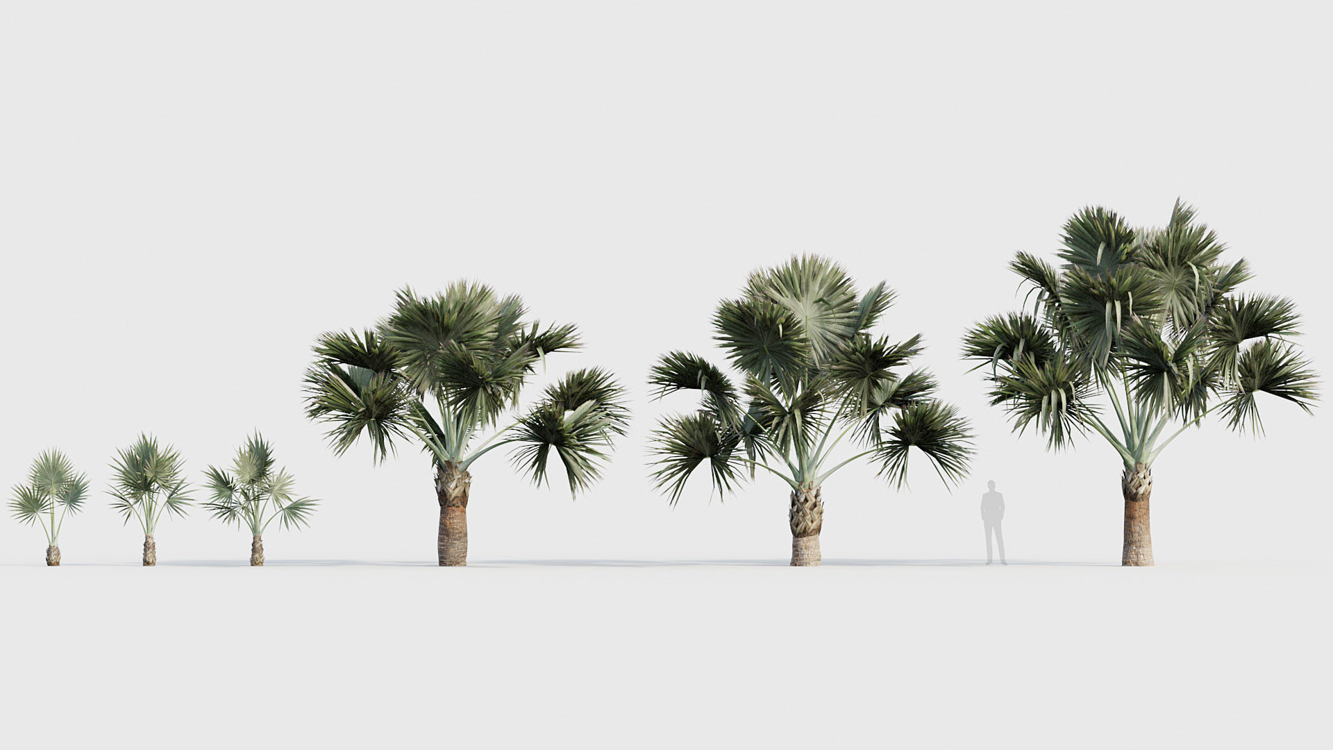 Bismarckia nobilis Silver Bismarck Palm 03 3D model_1