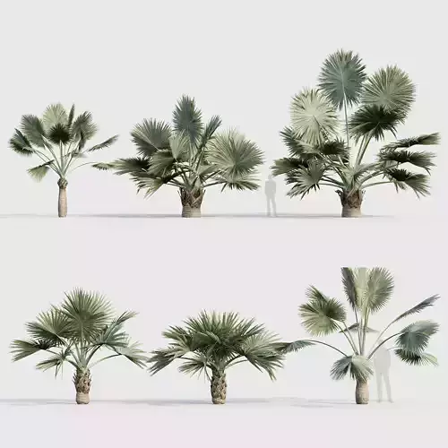 Bismarckia nobilis Silver Bismarck Palm 02
