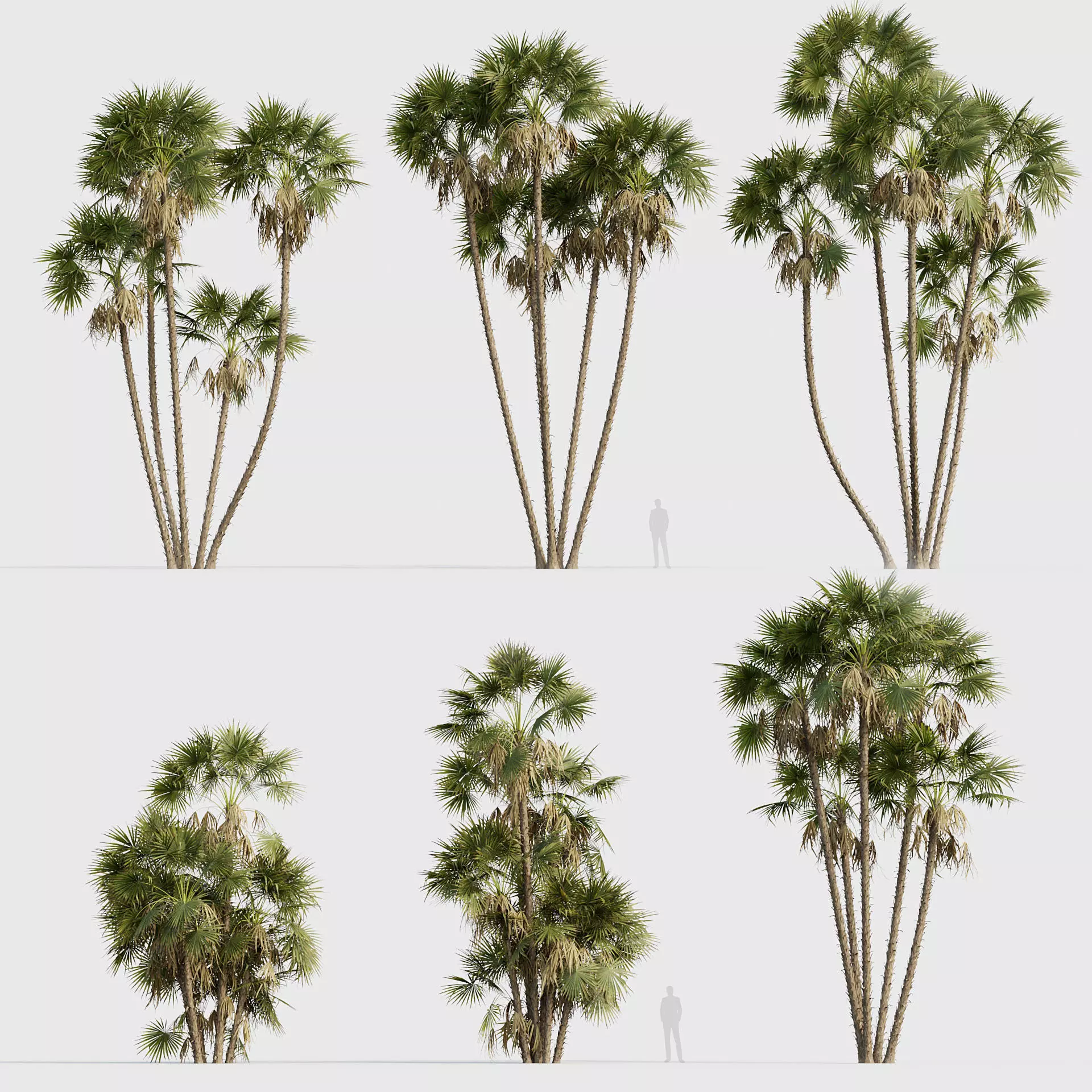 Acoelorrhaphe wrightii Everglades palm 05 3D model_0