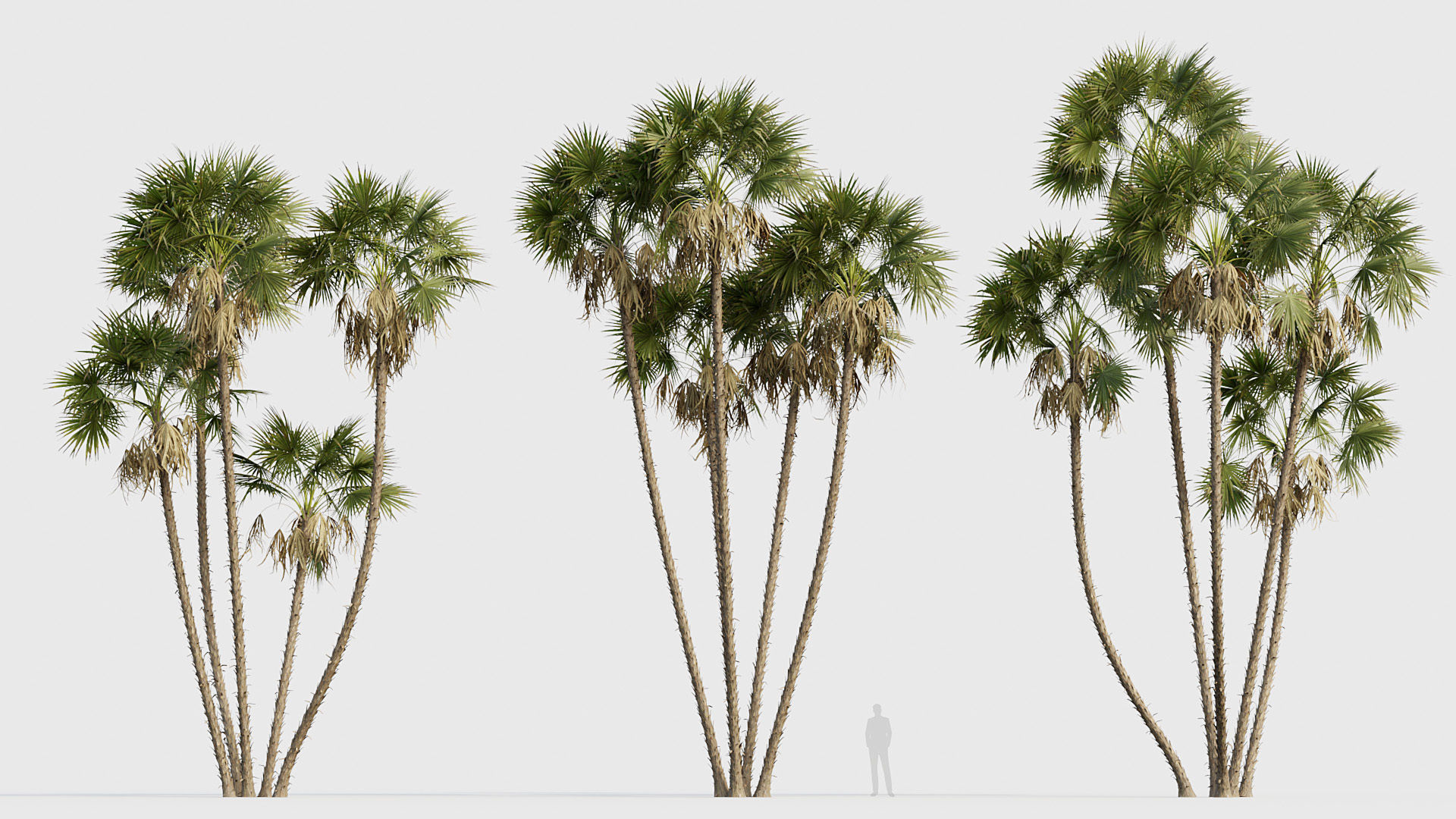 Acoelorrhaphe wrightii Everglades palm 05 3D model_3