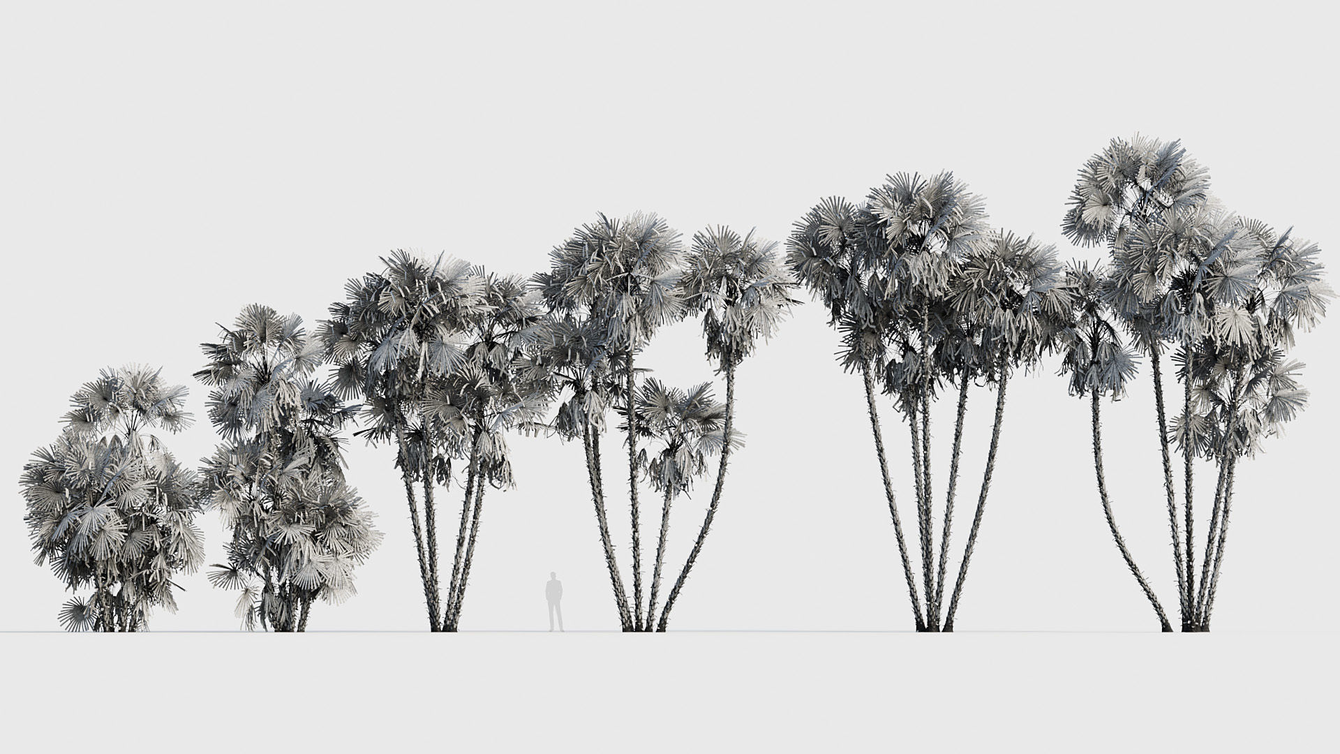 Acoelorrhaphe wrightii Everglades palm 05 3D model_6