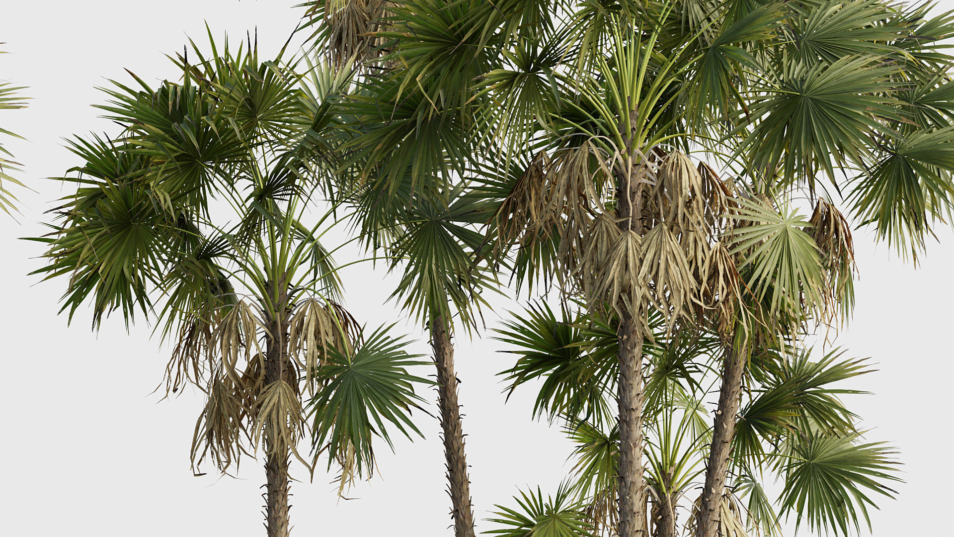 Acoelorrhaphe wrightii Everglades palm 05 3D model_4