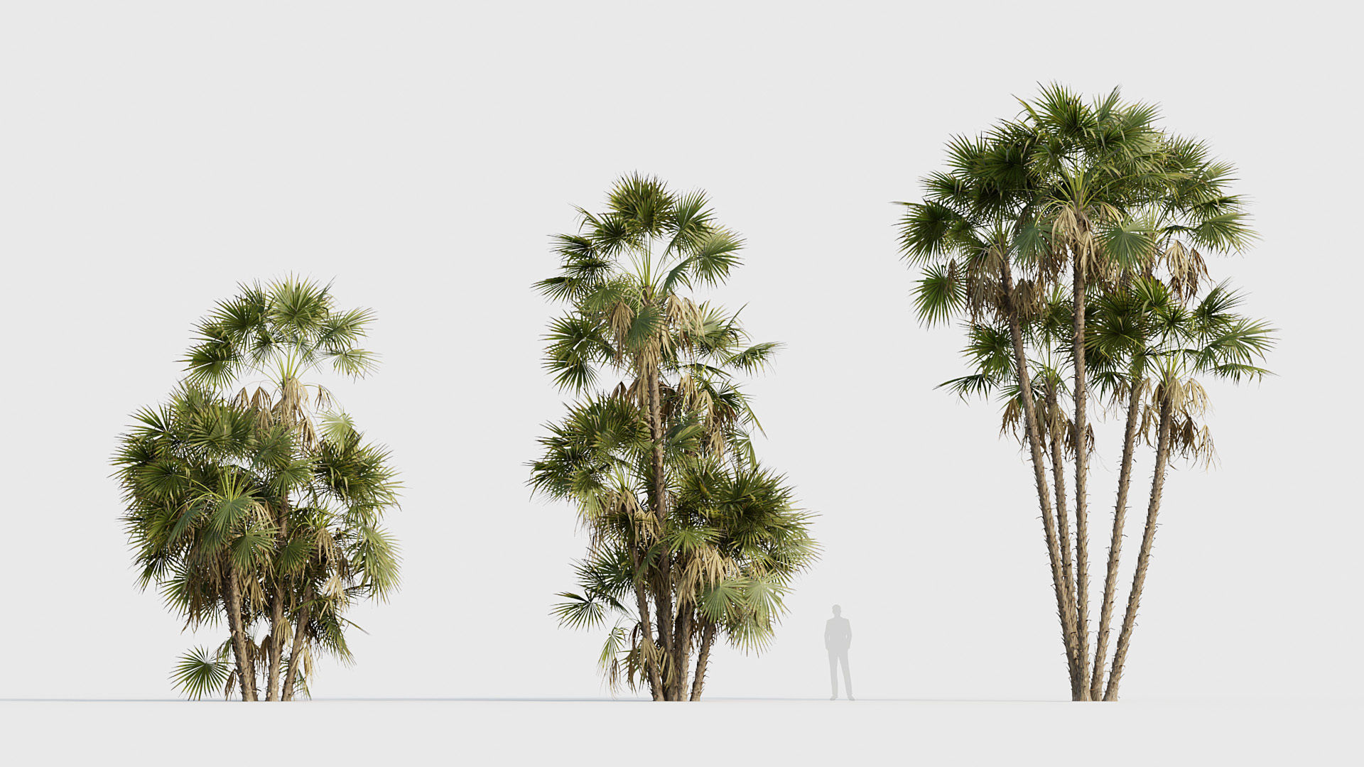 Acoelorrhaphe wrightii Everglades palm 05 3D model_2