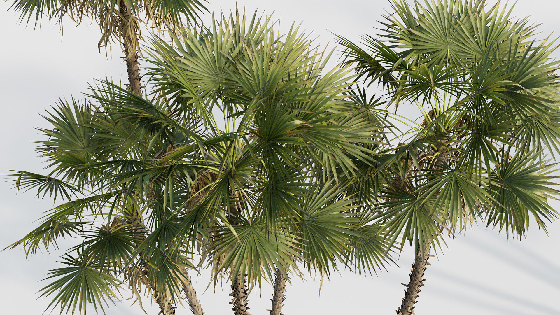 Acoelorrhaphe wrightii Everglades palm 05 3D model_5