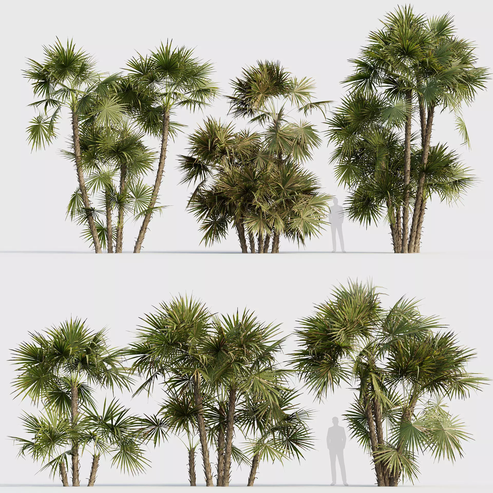 Acoelorrhaphe wrightii - Everglades palm 04 3D model